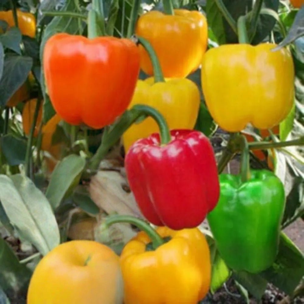 Multicolor Sweet Pepper Seeds - Verdseeds