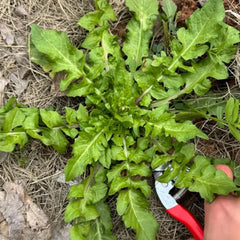 Mustard Greens Seeds - Verdseeds