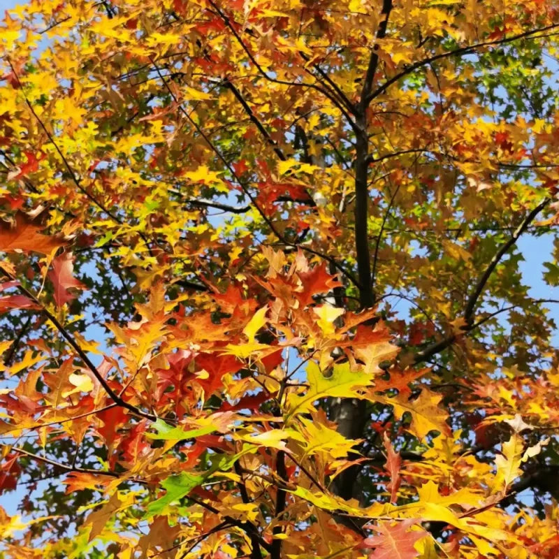 Nuttall Oak Seeds