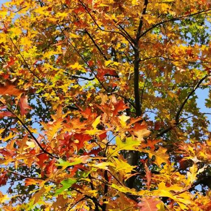 Nuttall Oak Seeds