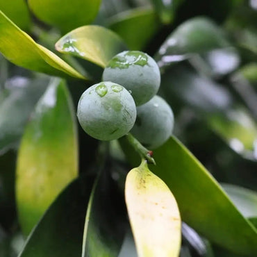 Nagi Tree Seeds - Verdseeds