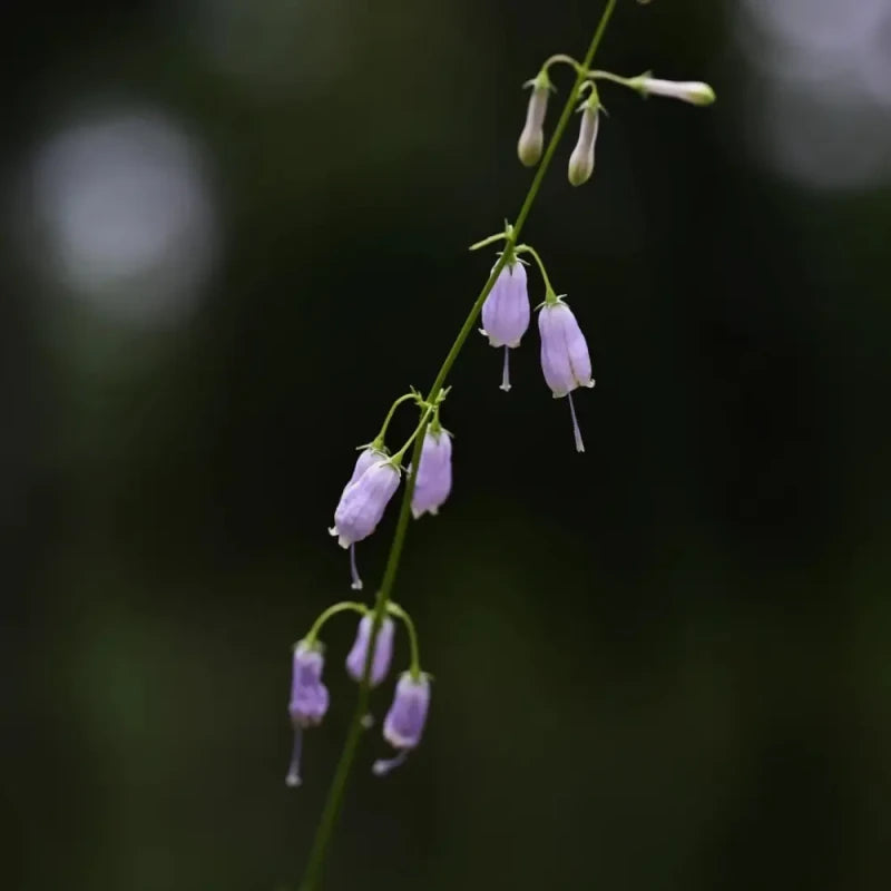 Ladybell Seeds