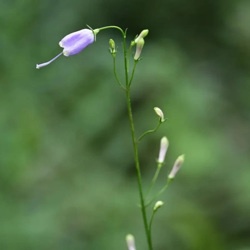 Ladybell Seeds