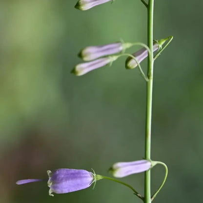 Ladybell Seeds