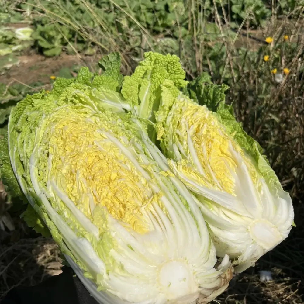 Napa Cabbage Seeds - Verdseeds