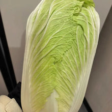 Napa Cabbage Seeds - Verdseeds