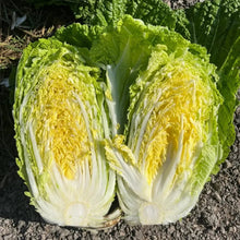 Napa Cabbage Seeds - Verdseeds