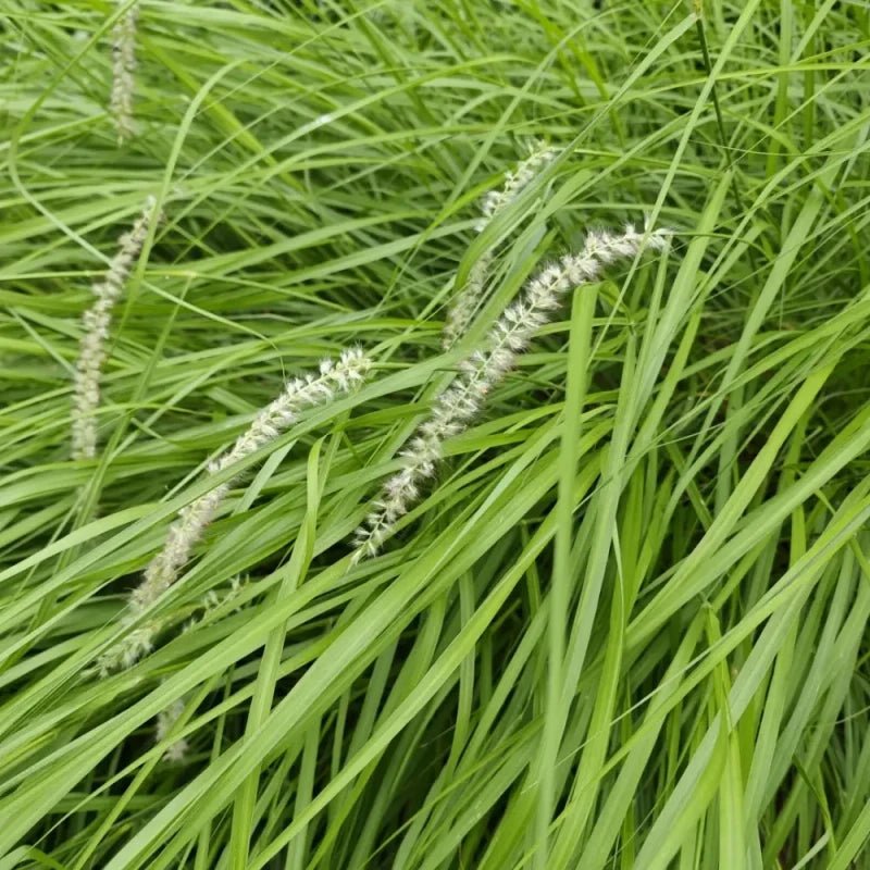 Napier Grass Seeds - Verdseeds
