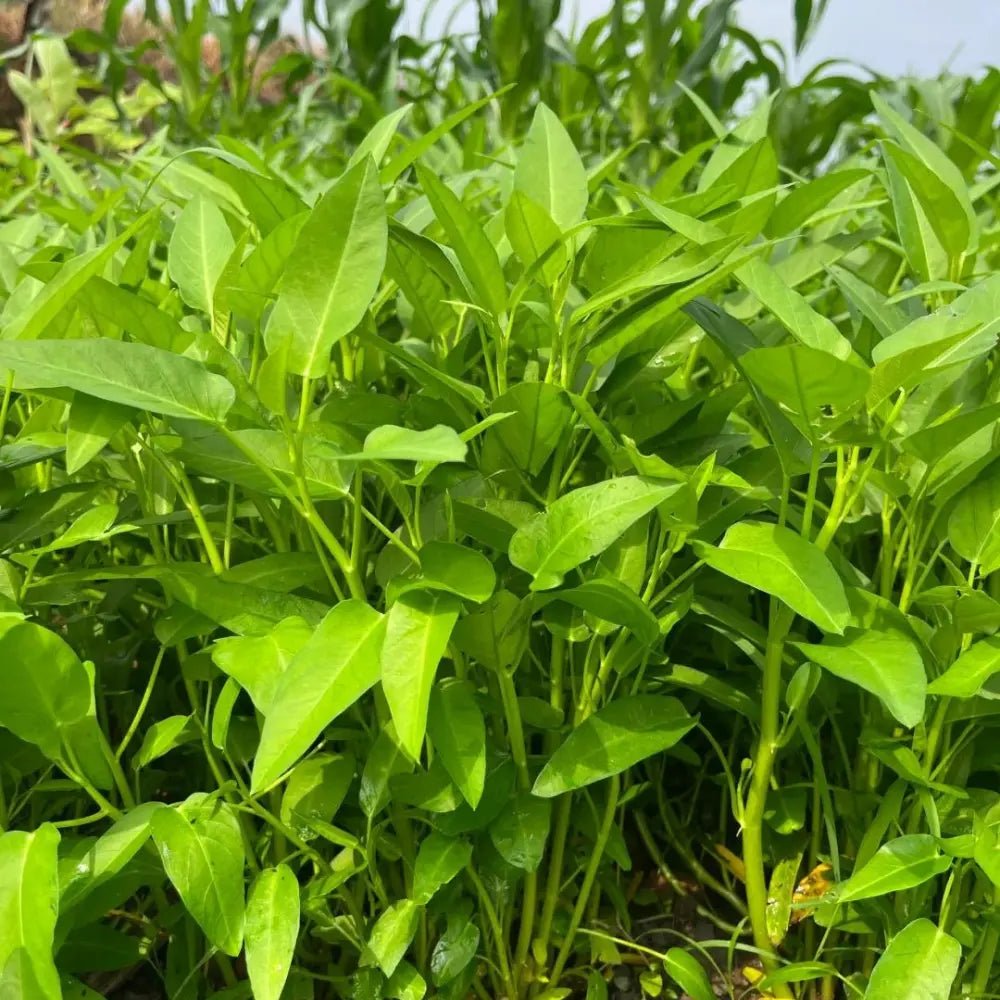 Narrow Leaf Water Spinach Seeds - Verdseeds