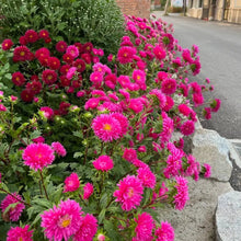 National Day Series Mixed Color China Aster Seeds - Verdseeds