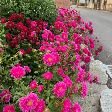 National Day Series Mixed Color China Aster Seeds - Verdseeds