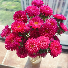 National Day Series Rose China Aster Seeds - Verdseeds