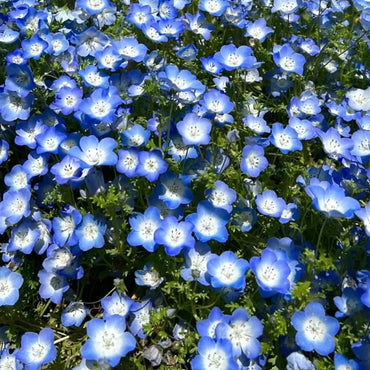 Nemophila(Baby Blue Eyes) Seeds - Verdseeds