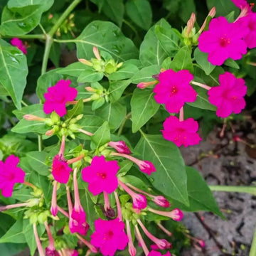 Night-Blooming Jasmines