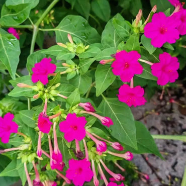 Night-Blooming Jasmine Seeds - Verdseeds