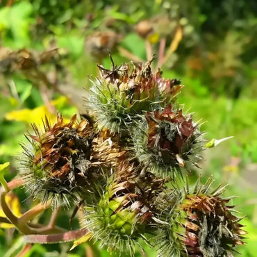 Burdock Seeds
