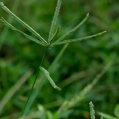 Goosegrass Seeds