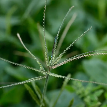 Goosegrass Seeds