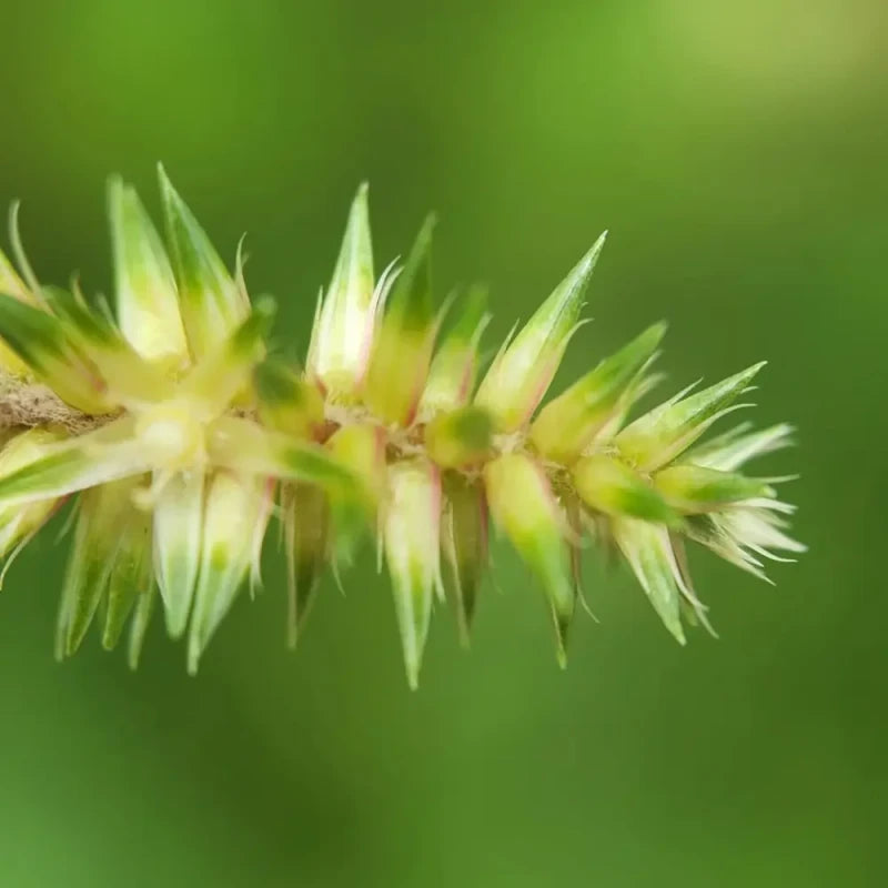 Achyranthes Seeds