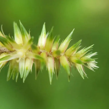 Achyranthes Seeds
