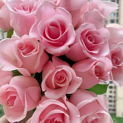 No. 23 Pink Lady Rose Seeds - Verdseeds