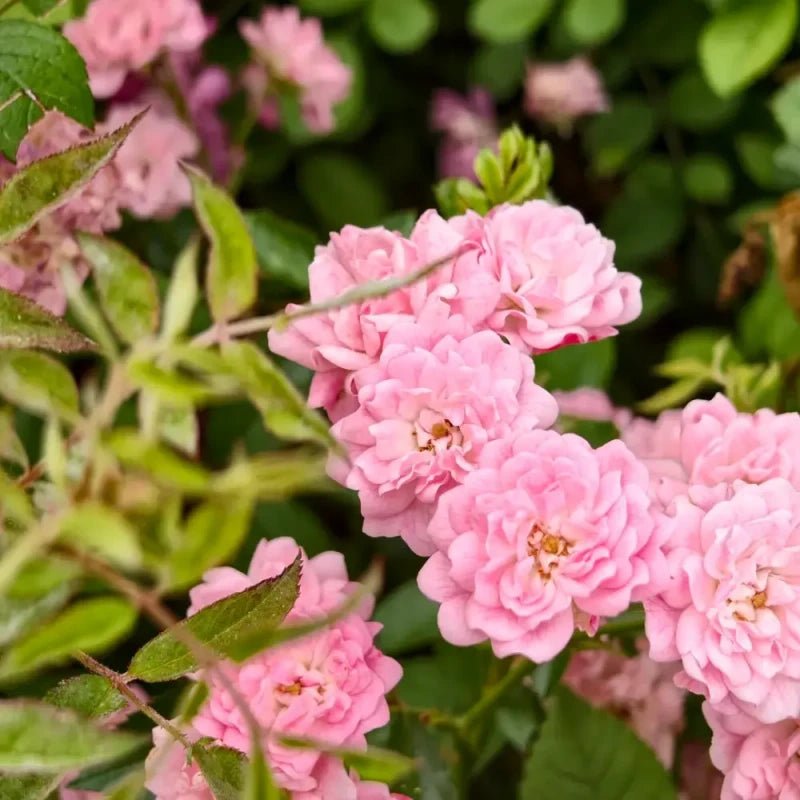 No. 23 Pink Lady Rose Seeds - Verdseeds