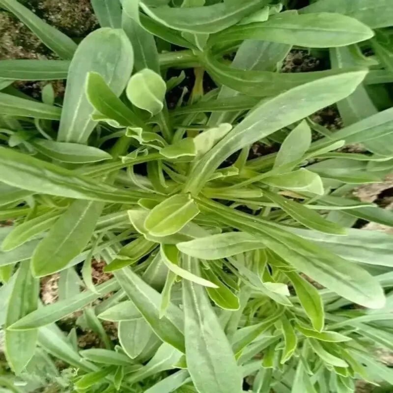 Noodles Vegetable Seeds - Verdseeds