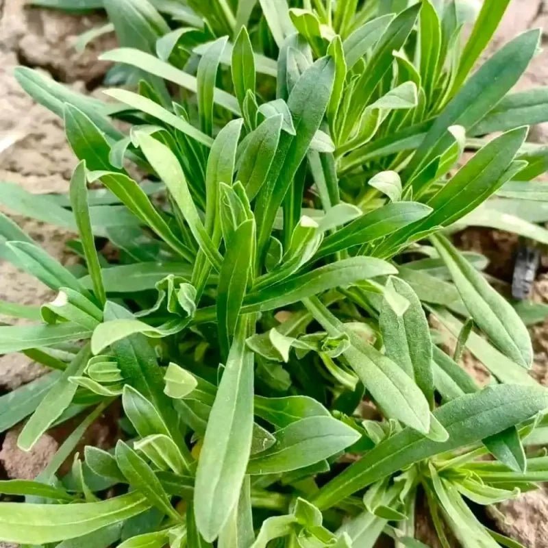 Noodles Vegetable Seeds - Verdseeds
