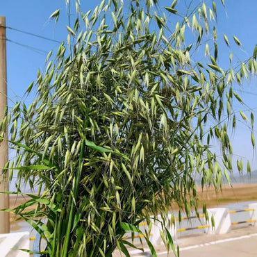 Oats Seeds - Verdseeds