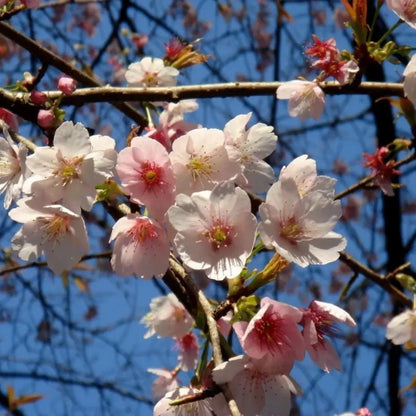 Ohkanzakura Flowering Cherry Seeds - Verdseeds