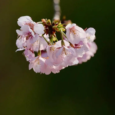 Ohkanzakura Flowering Cherry Seeds - Verdseeds