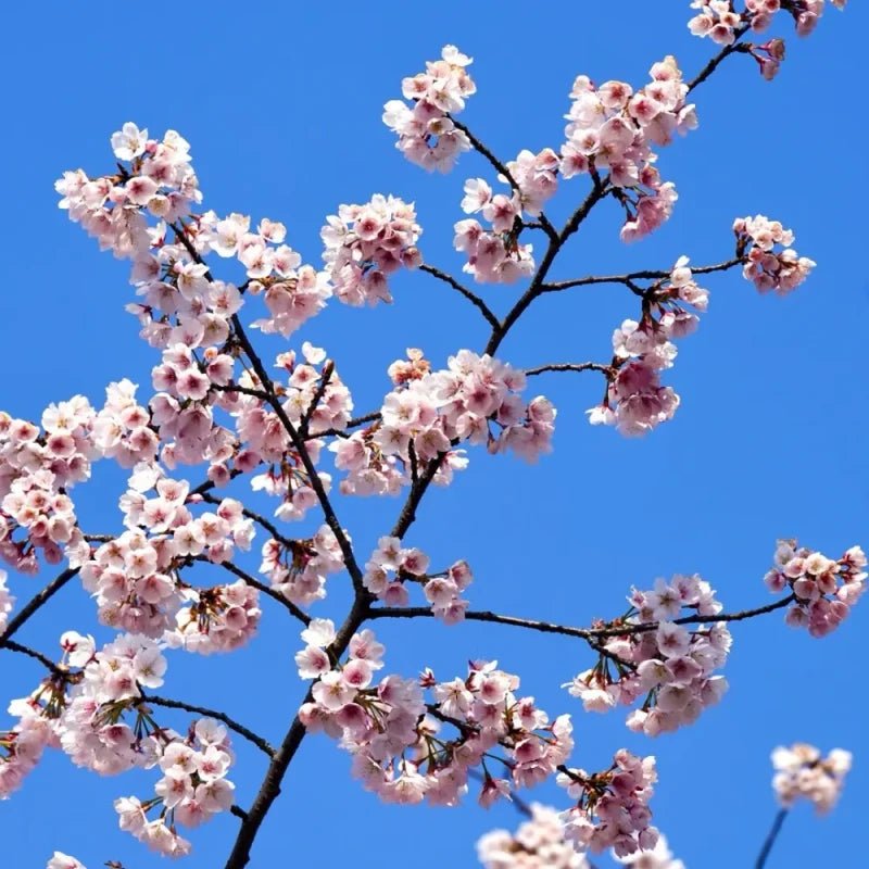 Ohkanzakura Flowering Cherry Seeds - Verdseeds