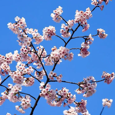 Ohkanzakura Flowering Cherry Seeds - Verdseeds