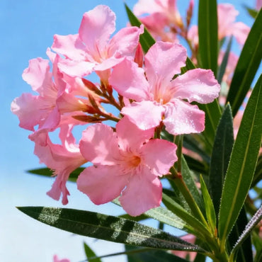 Oleander Seeds - Verdseeds