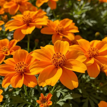 Orange African Marigold Seeds - Verdseeds