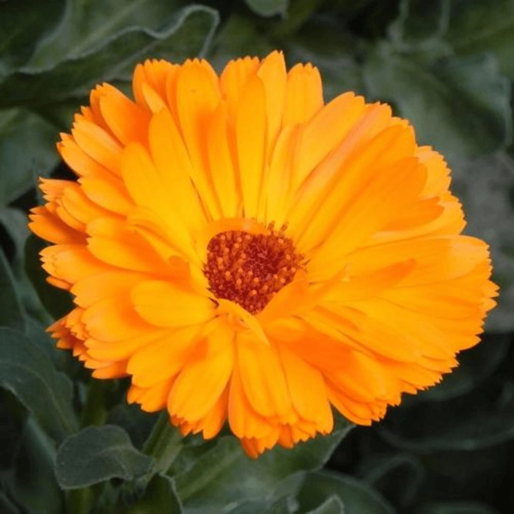 Orange Calendula(Pot Marigold) Seeds - Verdseeds