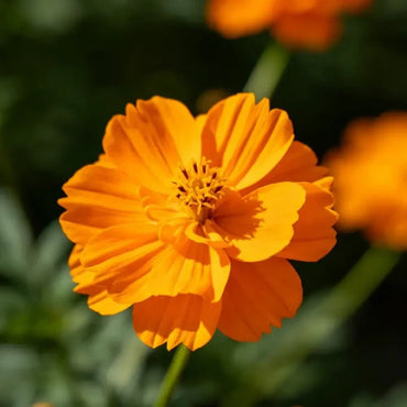 Orange Double Petals Sulfur Cosmos Seeds - Verdseeds