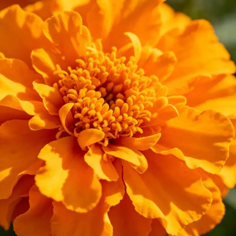 Orange Double Petals Sulfur Cosmos Seeds - Verdseeds