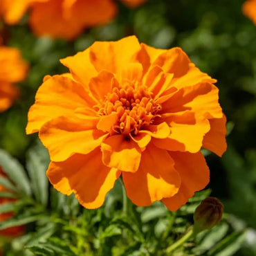 Orange French Marigold Seeds - Verdseeds