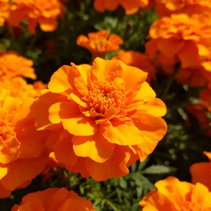 Orange French Marigold Seeds - Verdseeds