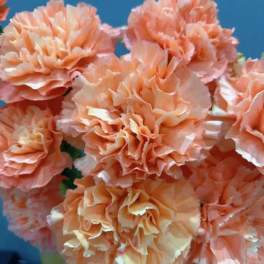 Orange Glow Carnation Seeds - Verdseeds