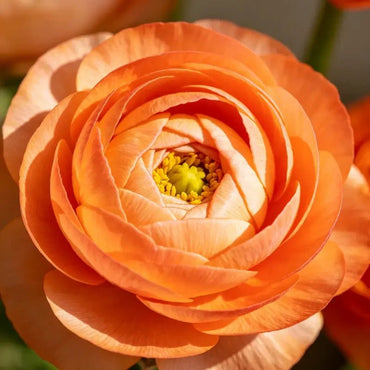 Orange Gradient Ranunculus Seeds - Verdseeds