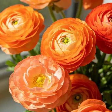 Orange Gradient Ranunculus Seeds - Verdseeds