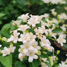 Orange Jasmine Seeds - Verdseeds
