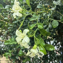 Orange Jasmine Seeds - Verdseeds