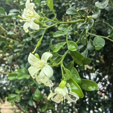 Orange Jasmine Seeds - Verdseeds