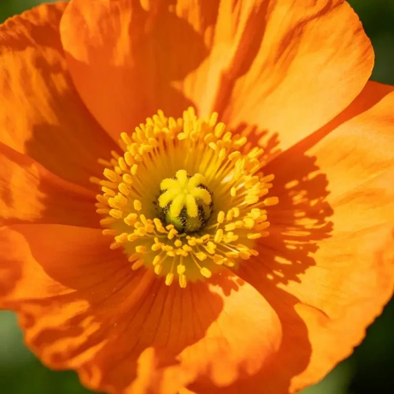 Orange Mexican Bird of Paradise Seeds - Verdseeds