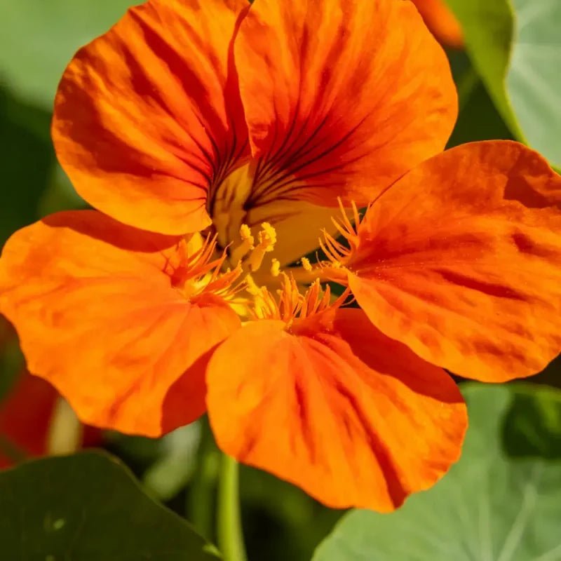 Orange Mexican Bird of Paradise Seeds - Verdseeds