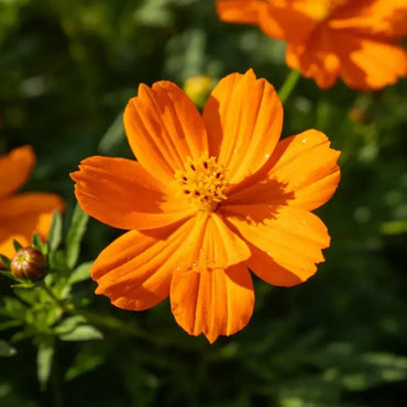 Orange Mexican Bird of Paradise Seeds - Verdseeds