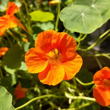 Orange Nasturtium Seeds - Verdseeds